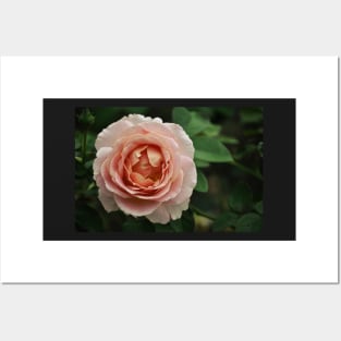 Delicate Pink Rose Posters and Art